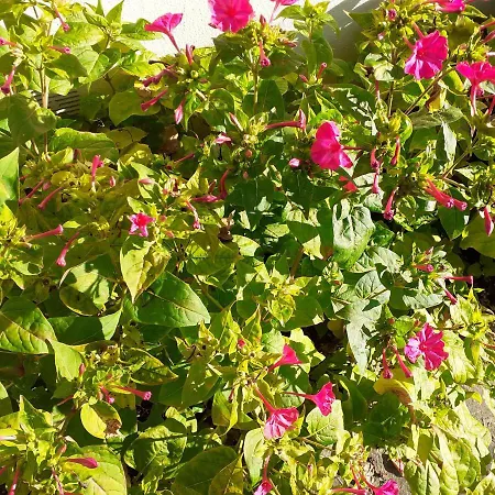 Chalet * Narrosse